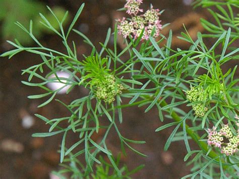 細長葉植物|KsBookshelf 辞典・用語 葉の図鑑 細長い葉・針状の葉・棒状の。